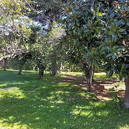 Lemon Bed & Breakfast Sorrento